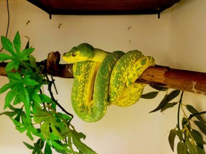Chondro Python High Yellow Blue Line 0. 1
