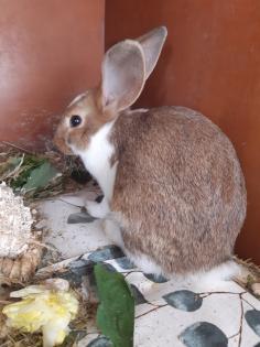Mecklenburger Schecken Kaninchen Bock Rammler Männchen