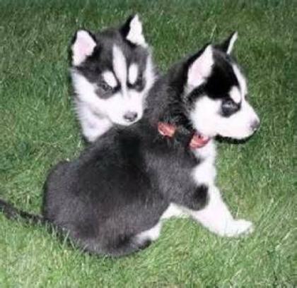 Süße Siberian Husky Welpen