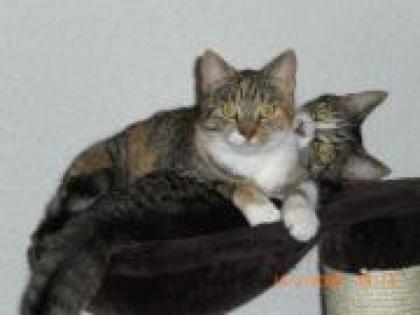 Verschmuste Katze und Kater