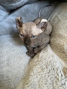 Sphynx Elf Sphynx Kitten Katzenbabys Nacktkatze