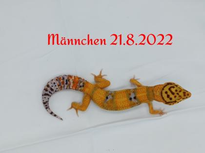 Leopardgecko Männchen, Blood x Bold Bandit