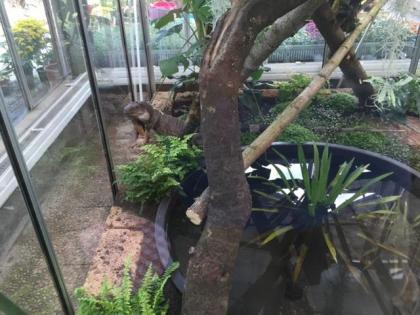 Leguan mit Terrarium an Liebhaber zu verschenken .