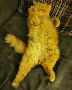 Deckkater Garfield