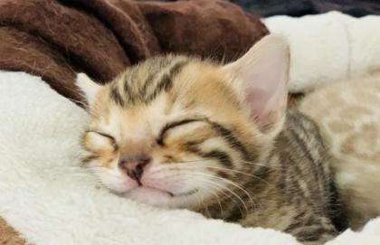 Bengal kitten Brown Snow