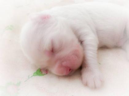 English Setter FCI Welpen