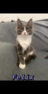 Maine Coon Kitten mit Stammbaum