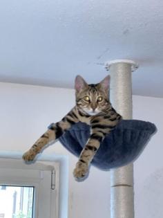 Bengal Kater