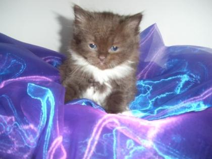 Traumhafte bkh -ragdoll kitten