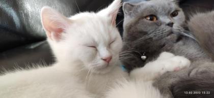 BKH Perser Kitten