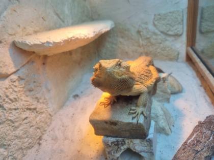 2 männliche Bartagame Pogona vitticeps suchen ein neues Zuhause, Einzelabgabe möglich