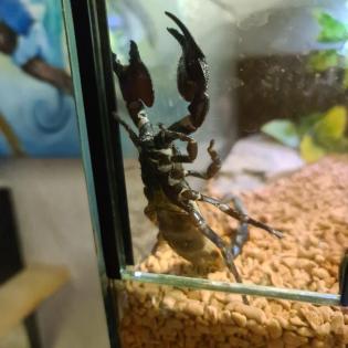 Ausgewachsener Kaiserskorpion Pandinus Imperator