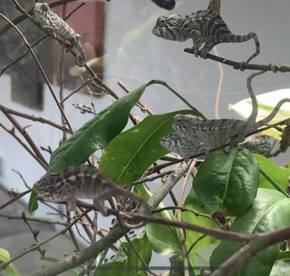 Chamäleon/ Pantherchamäleon/ Furcifer pardalis/ Nosy Faly