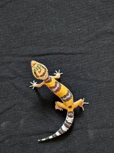 Leopardgeckos Nachzuchten 2024