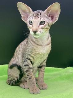 OKH/Siam Katerchen mit Stammbaum