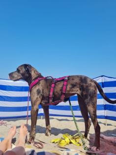 Deutsche Dogge - weiblich - Peanut