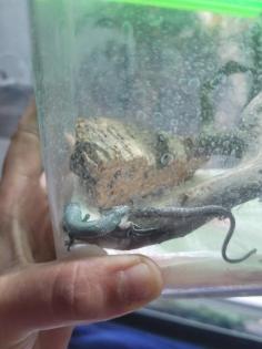 Gastropholis Prasina 0. 0. 3 grüne Baumeidechse