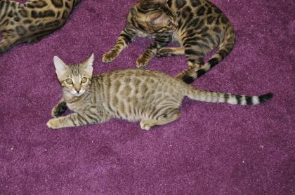 Mix Kater Lezte Kater