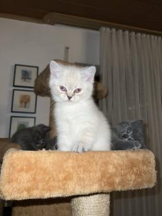 BKH Kitten Weibchen
