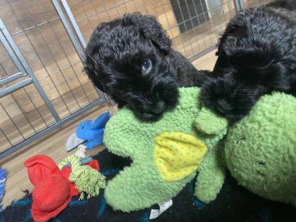 Schwarzer Terrier welpen zu Verkaufen