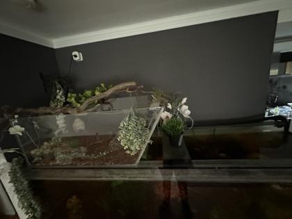 Gelbwangenschildkröte ARNOLD