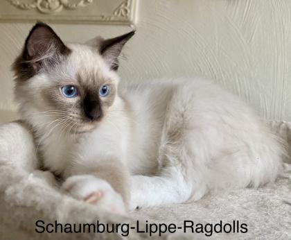 Ragdoll Kitten mit Stammbaum -Abgabebereit -