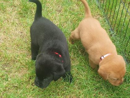 Labradorwelpen suchen ein Zuhause
