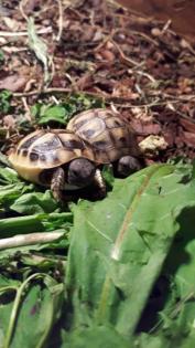 Griechische Landschildkröten Nachzuchten 21