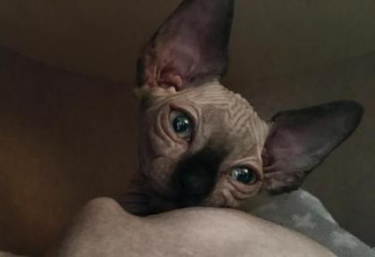 2 Sphynx Katerchen