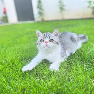 Exotic Shorthair Kitten männlich Fibie sucht eine neue Familie - mit Stammbaum