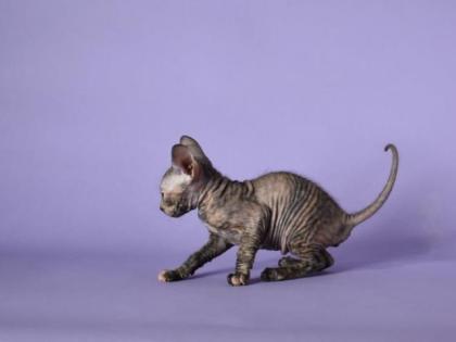 Reinrassige Sphynx Kitten Don