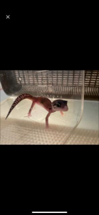 Leopardgecko nachzuchten