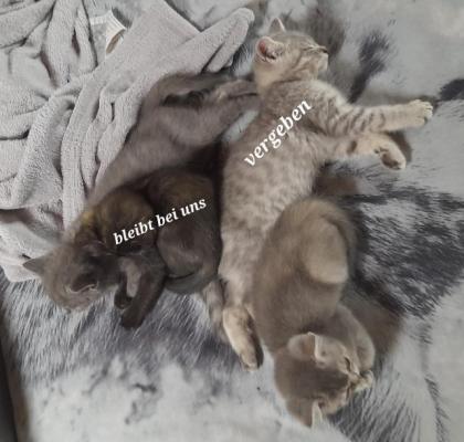 Bkh kitten