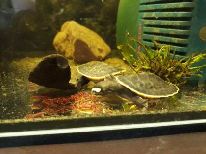Wasserschildkröten, Emydura Subglobosa, Nachzuchten von 2021