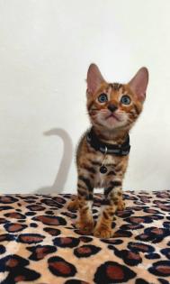 Bengal katze, Baby Katzen
