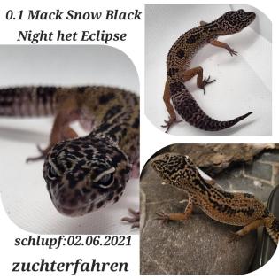 Verschiedene Leopardgeckos 2021/2023
