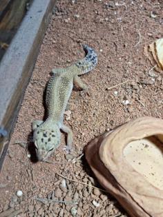 3 Leopardgeckos Terrarium