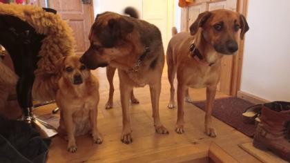 Hundebetreuung und Tier- und Haussitting