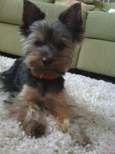 Elvis, unser Yorki, will Papa werden