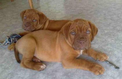 3 Bordeauxdoggen-Welpen such liebes zu Hause