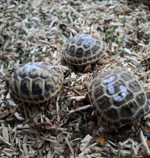 Griechische Landschildkröten
