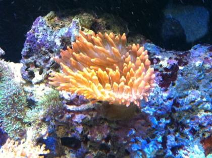 Entacmaea quadricolor - Kupferanemone