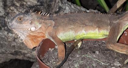 Roter Leguan