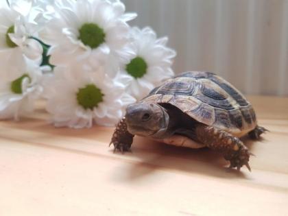 Nachzucht Griechische Landschildkröten testudo hermanni hermanni mit Cites