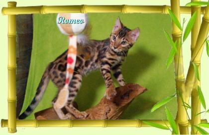 Exklusiver und pfiffiger Bengal Kater, Donat Rosetten, Eyecatcher, unkastriert