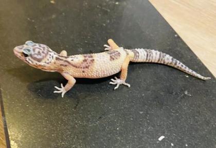 Leopardengeckos aus Hobbynachzucht 2022