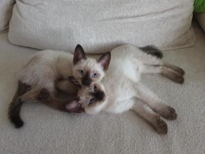 Siamkitten