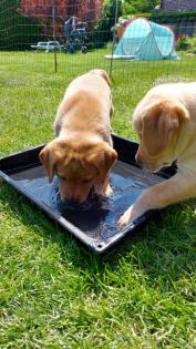 Unsere süßen Labrador Welpen