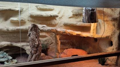 Weibliche Zwergbartagame mit Terrarium und Zubehör abzugeben
