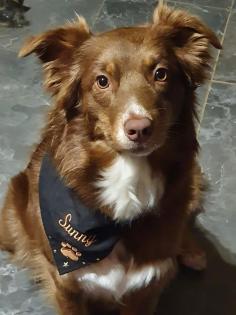 Australian Shepherd Welpen Black Tri w/c Rüde